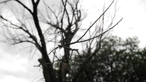 árbol-Muerto-Que-Sopla-En-El-Viento