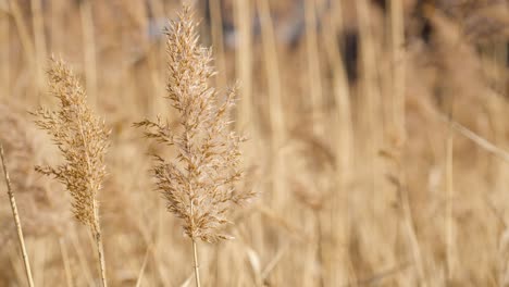 dry common reed grass swaying in slow motion on sunny day