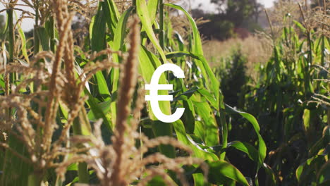 animating euro symbol over cornfield, representing agricultural economics