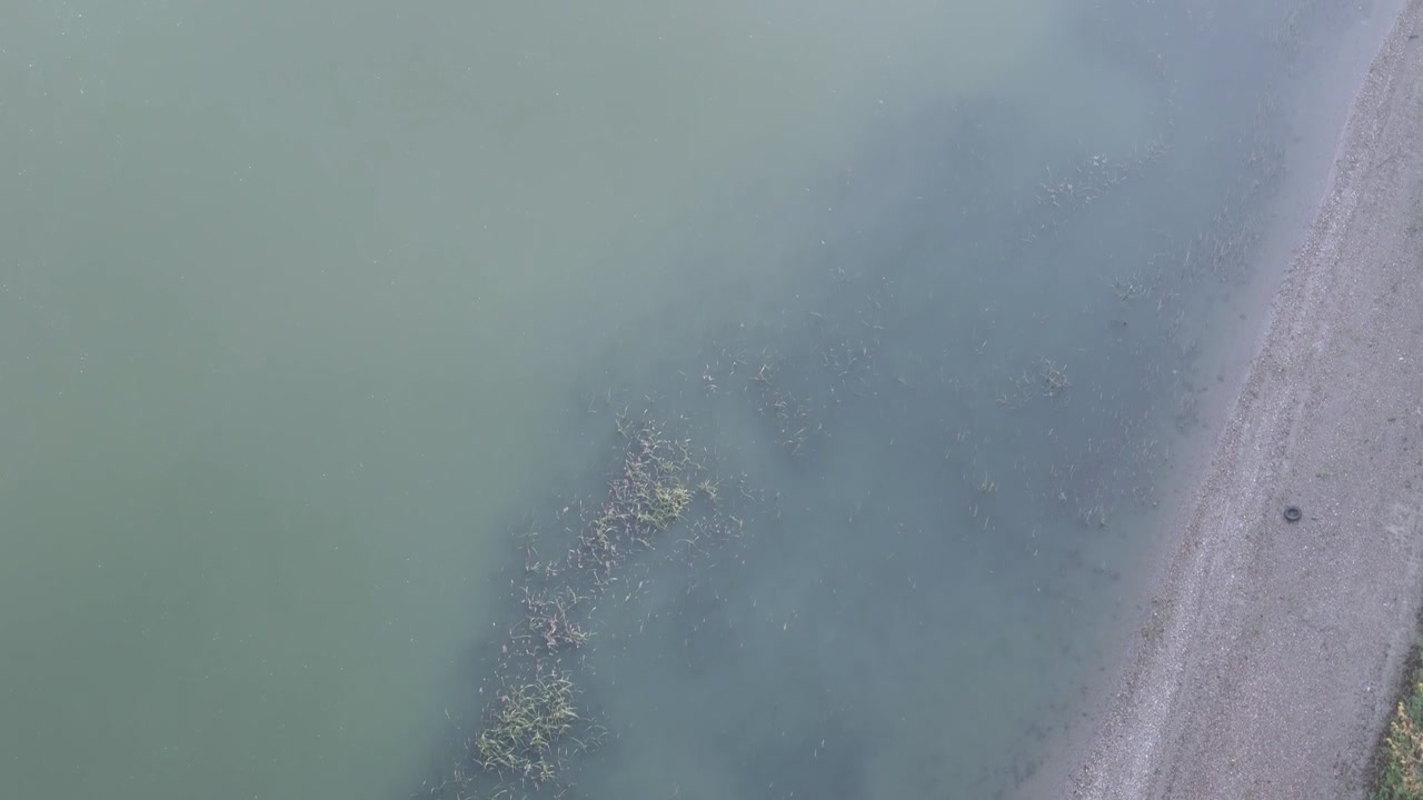 Po River showing low water levels, shallow submerged vegetation and an exposed gravel shoreline, illustrating reduced river flow and sediment exposure in northern Italy, aerial top down shot