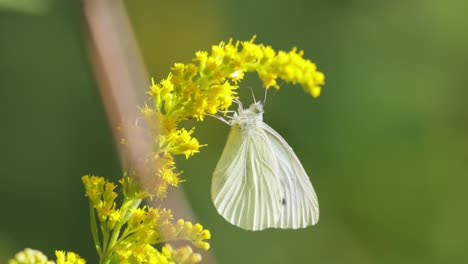 Pieris-Brassicae,-La-Gran-Mariposa-Blanca,-También-Llamada-Mariposa-De-La-Col.-El-Blanco-Grande-Es-Común-En-Toda-Europa,-El-Norte-De-África-Y-Asia,-A-Menudo-En-Zonas-Agrícolas,-Prados-Y-Parques.