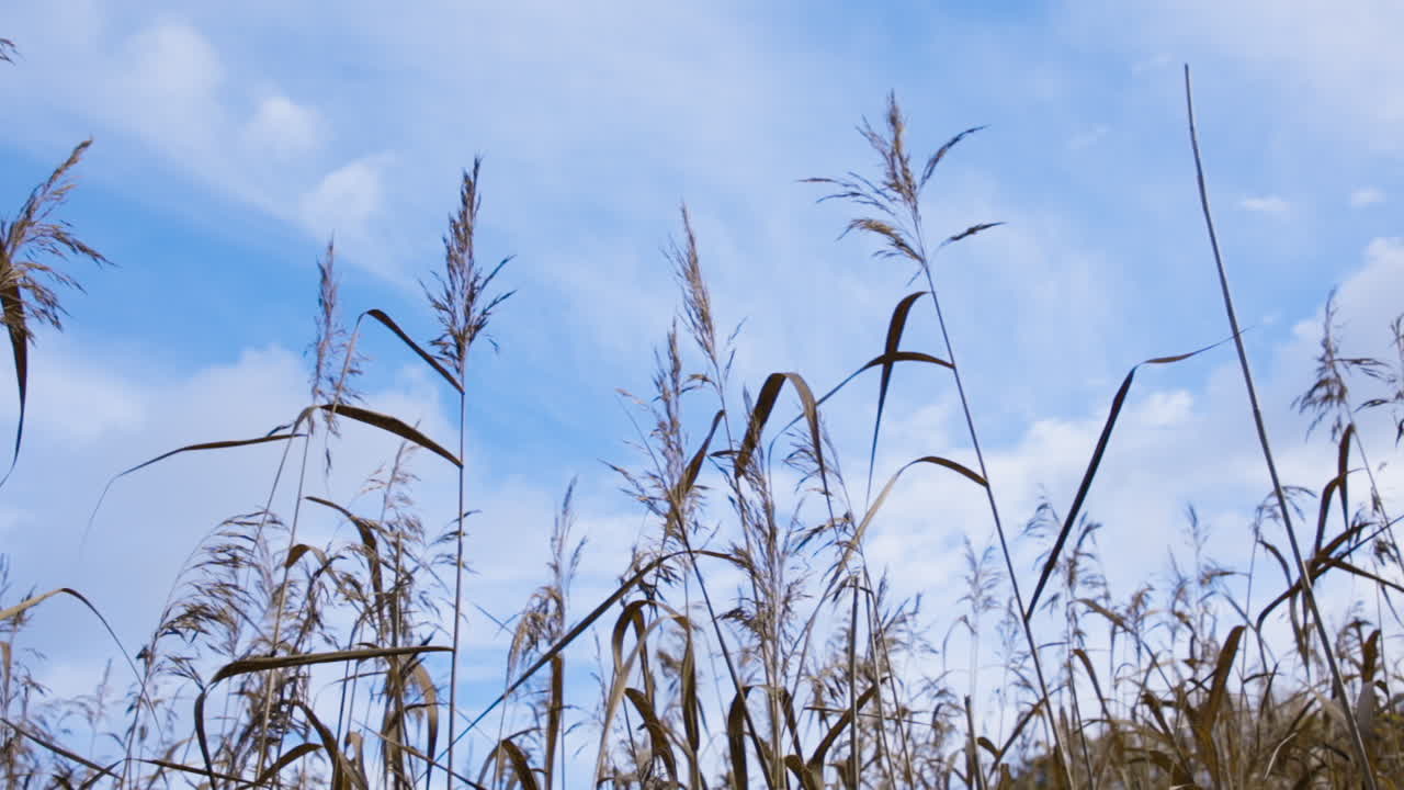 풀잎이 푸른 하늘로 올라갑니다.