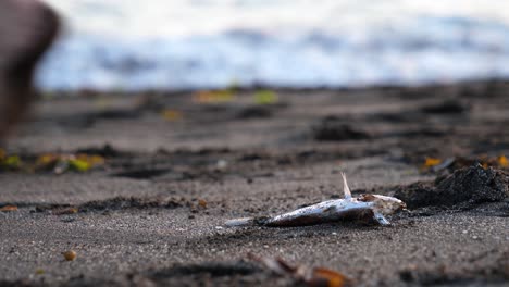 A-man-with-sandy-feet-plucks-a-discarded-bottle-from-a-beach-where-it-had-been-left-beside-a-dead,-rotting-fish-corpse