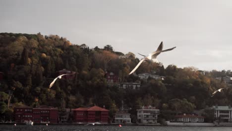 birds flying away from the boat in search of food in istanbul