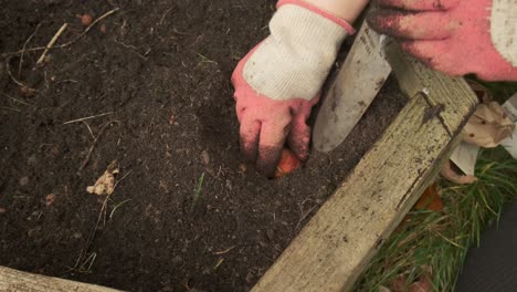 gardener planting a tulip bulb in the soil slow motion 4k