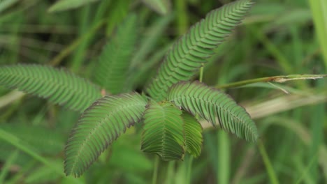 a green plant with a windblown texture surface