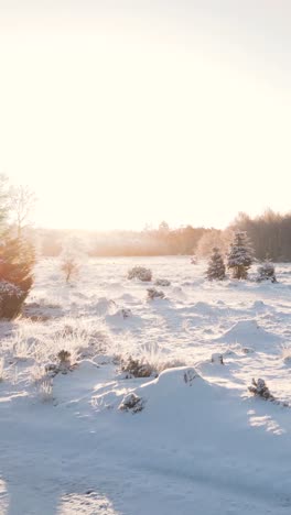 雪地的冬天風景