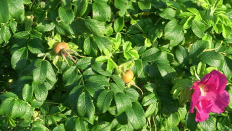 rose hip berry -s. evening sunlight