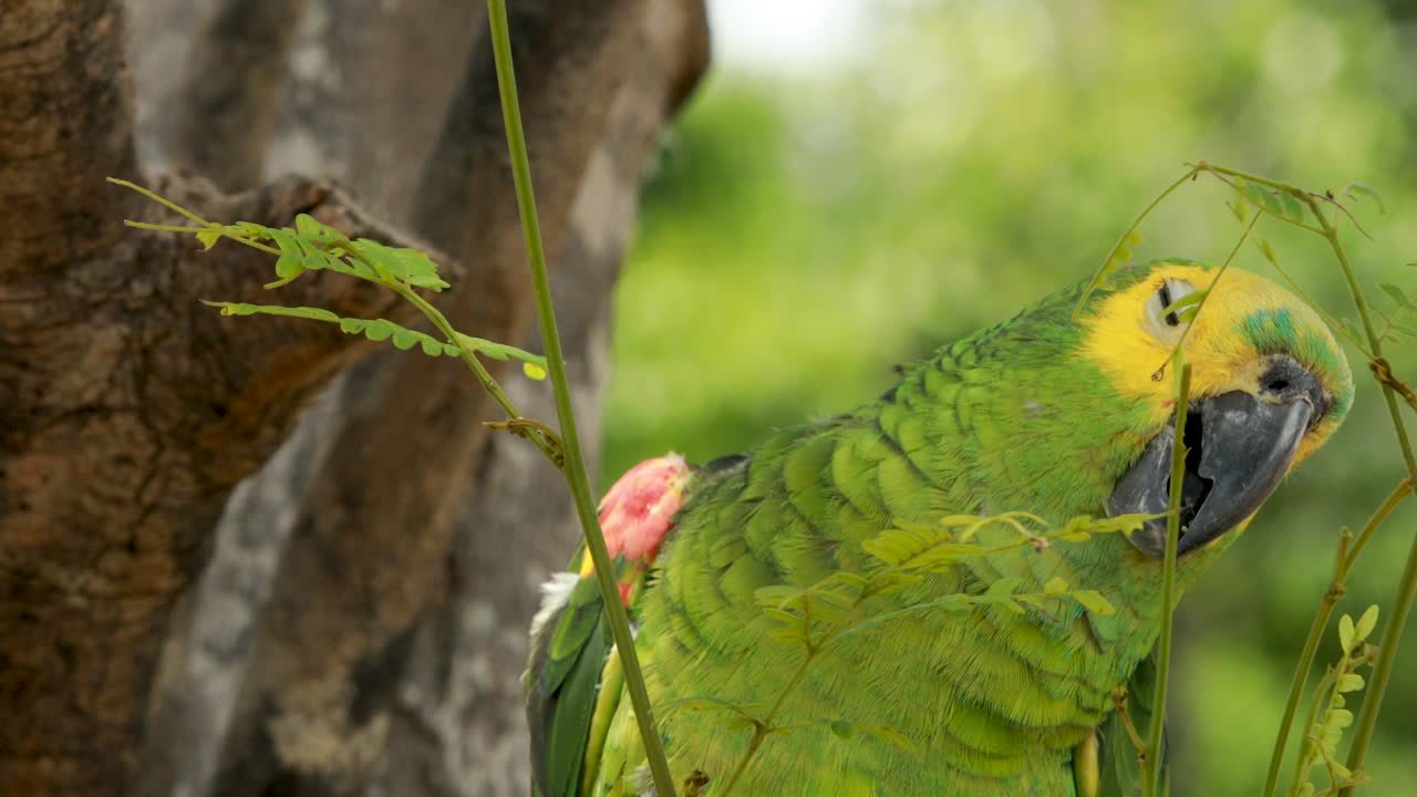 4k close up shot of a green, yellow and blue Macaw parrot moving it's beak