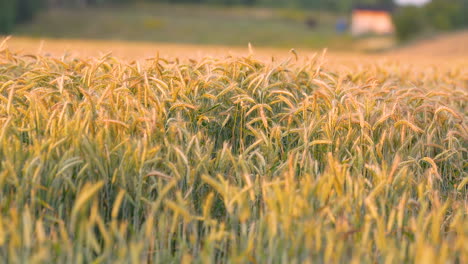 Cinematic-panning-shot-of-wheat-crop-in-closeup-at-golden-hours-in-farm