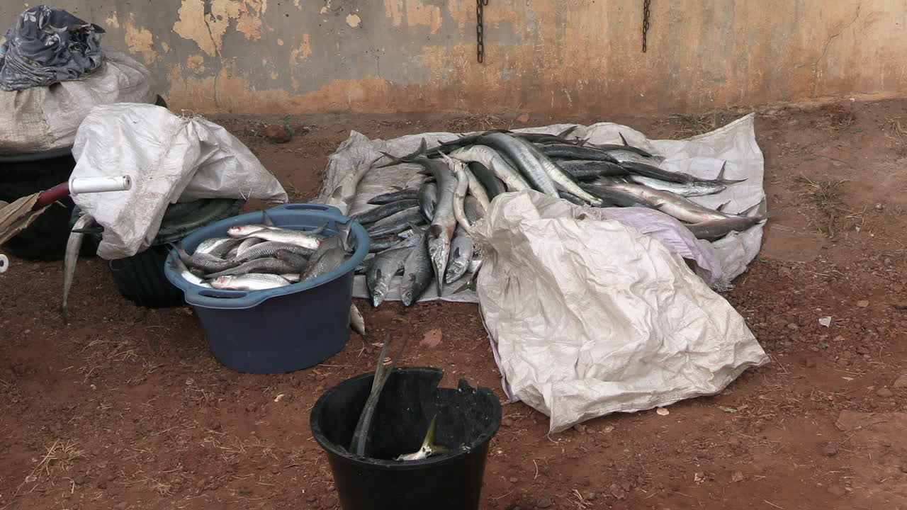 바다에서 잡은 물고기를 플라스틱 양동이에 담아 운반합니다.