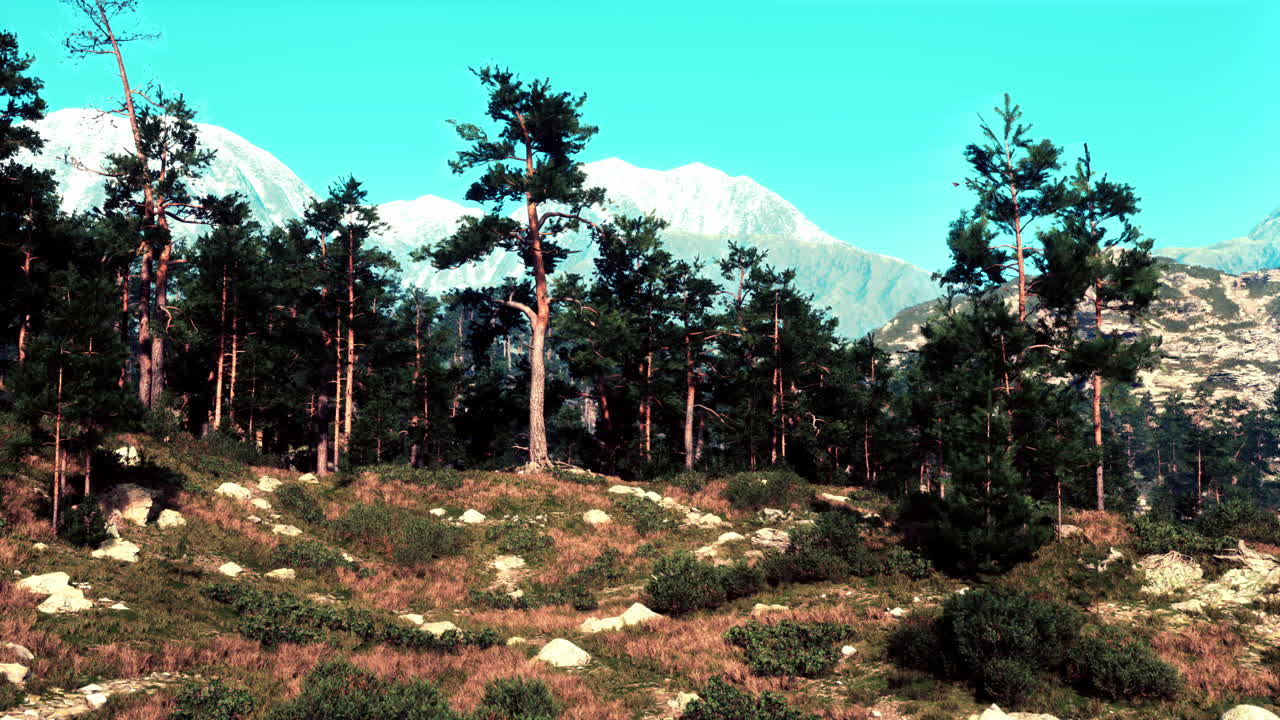 산맥 을 배경 으로 한 웅장 한 소나무 숲