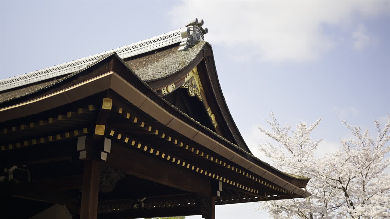 Springtime brings vibrant cherry blossoms to life beside Fushimi Inari ancient shrine in Kyoto, Japan