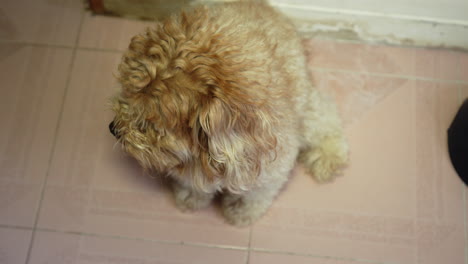 Brown-little-dog-sitting-relaxed-on-the-floor-watching-his-master