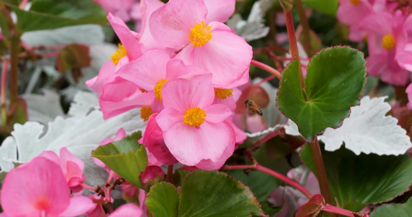 Abeja polinizando una Begonia de Cera en los Jardines Butchart de Victoria, Columbia Británica, Canadá.