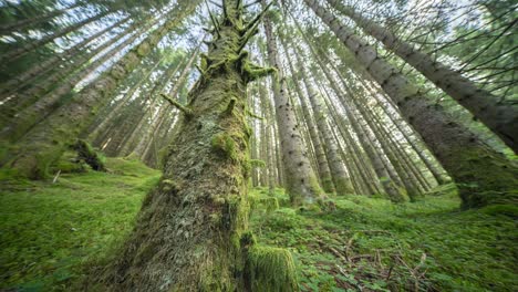 moss-covered trunks of old pine trees reach for the sky in the summer forest