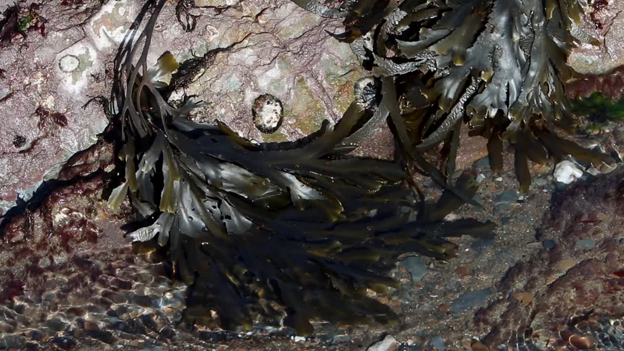 썰물 때의 해초와 삿갓조개