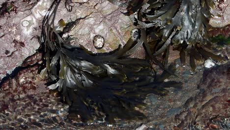 Seaweed-and-Limpets-at-low-tide