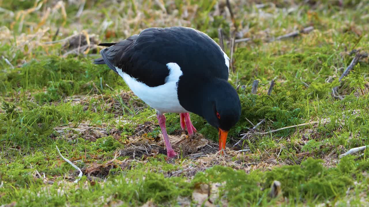 Oystercatcher digging for earthworms high detail 4k