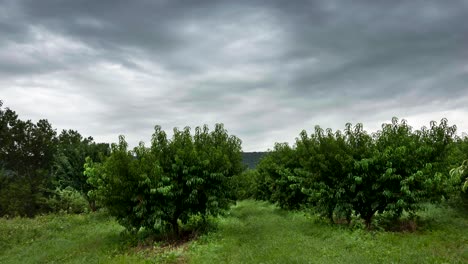 Time-lapse-view-of-peach-orchard-under-overcast-sky