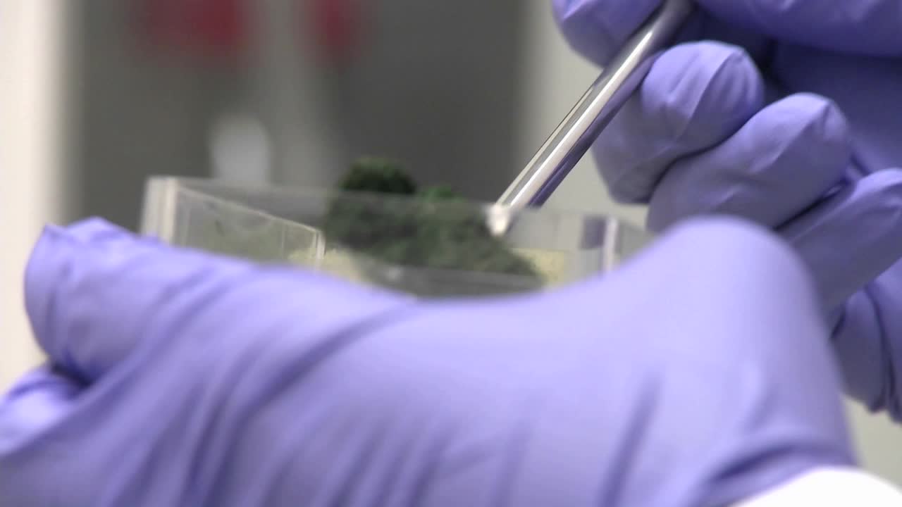 Hand with purple glove pours frozen cyanobacteria algae into a measuring plate Cyanobacteria cultures are kept in storage frozen