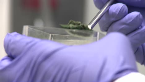 mano con guante morado vierte algas de cianobacterias congeladas en una placa de medición los cultivos de cianobacterias se mantienen congelados