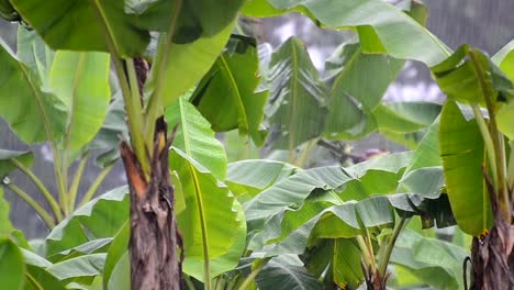 schöne zoom-aufnahmen von bananenplantagen auf einer familiengeführten farm in zentralamerika