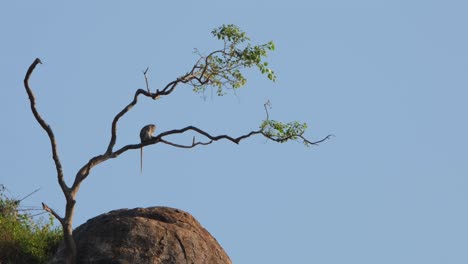 camera zooms out while this individual is perched on a branch with this fantastic blue sky as a background, crab-eating macaque macaca fascicularis, thailand