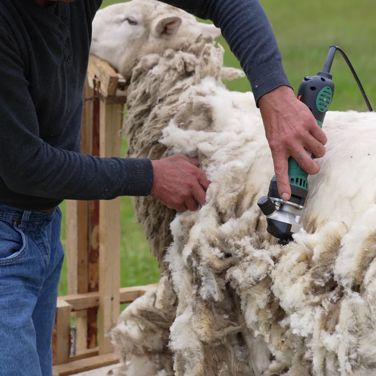 Professional shearer cutting the sheep`s wool. Electric mavhine shearing adult sheep for wool production
