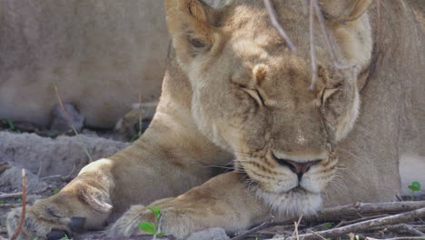 a lioness resting under the tree at the savanna in okavango delta, botswana - closeup shot