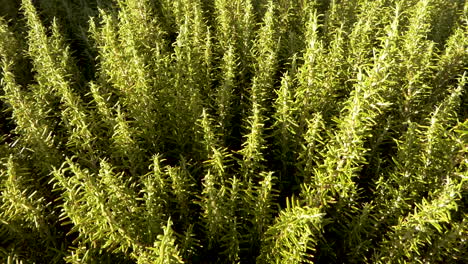 Top-view-pan-to-the-branches-of-a-large-aromatic-rosemary-bush-before-sunset