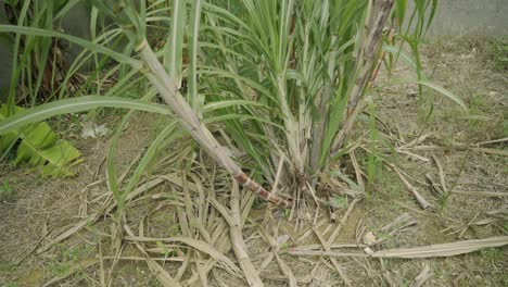 Wide-shot-of-Sugar-cane-being-harvested-homegrown-in-backyard-farming-sunny-tropical-climate-outdoors