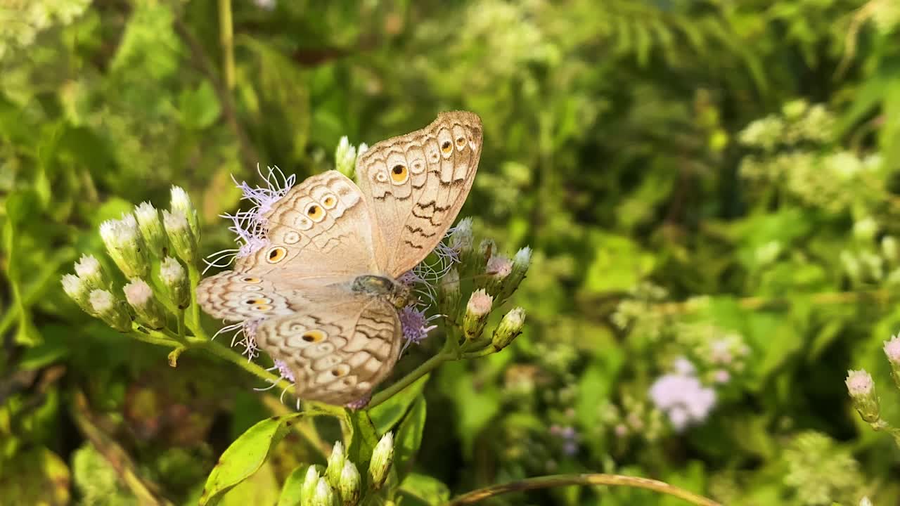 Farfalla pansé grigia posata su fiori viola di Siam weed in Bangladesh, ali marroni morbide con macchie oculari su uno sfondo di verde lussureggiante.