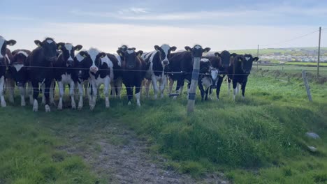 curious young cows standing by the fence on a sunny day in green rural ireland