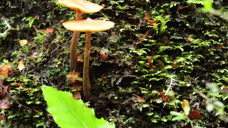 mushrooms sprouting on mossy tree trunk