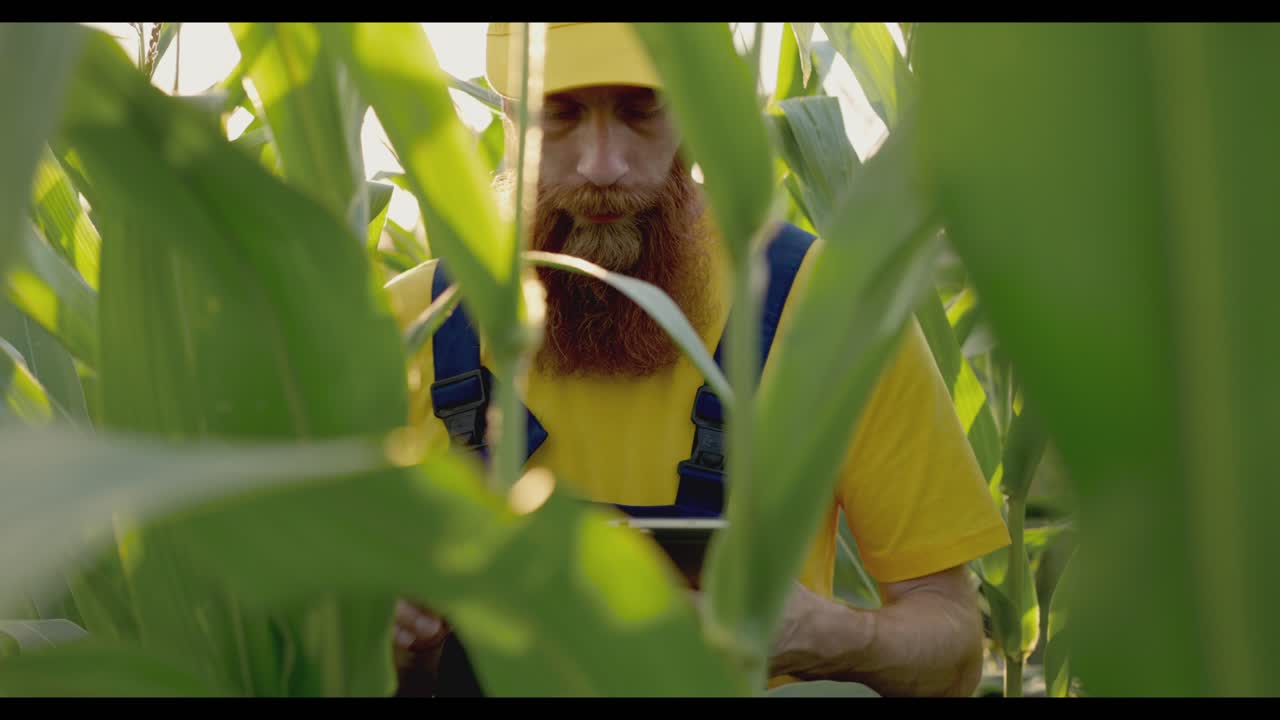 Farmer inspecting corn crop