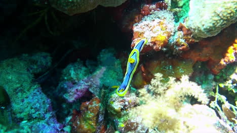 colorful nudibranch on a coral reef