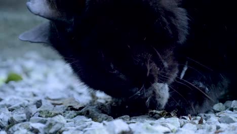 black cat eats a mouse closeup