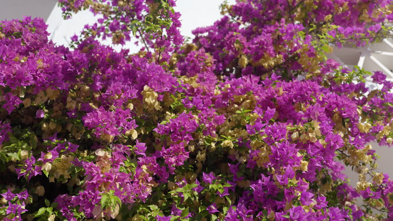 Bougainvillea Flowers Against a White Wall