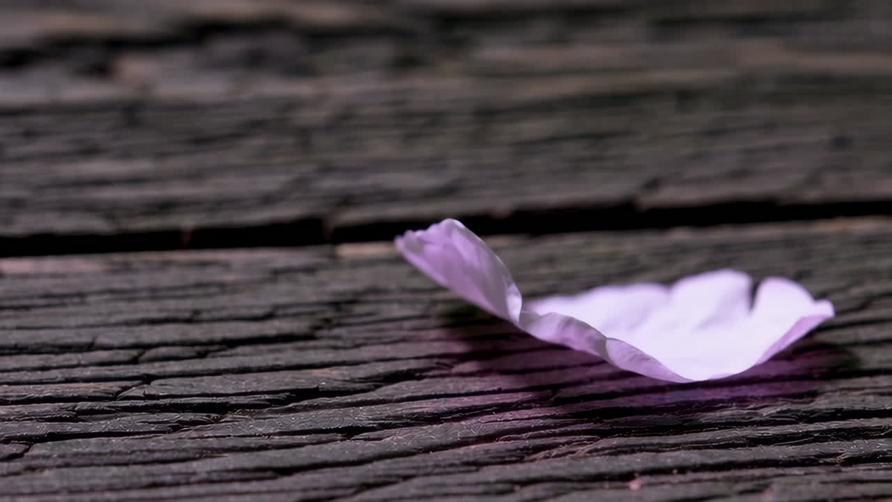 Pink Flower Petal on Dark Wood