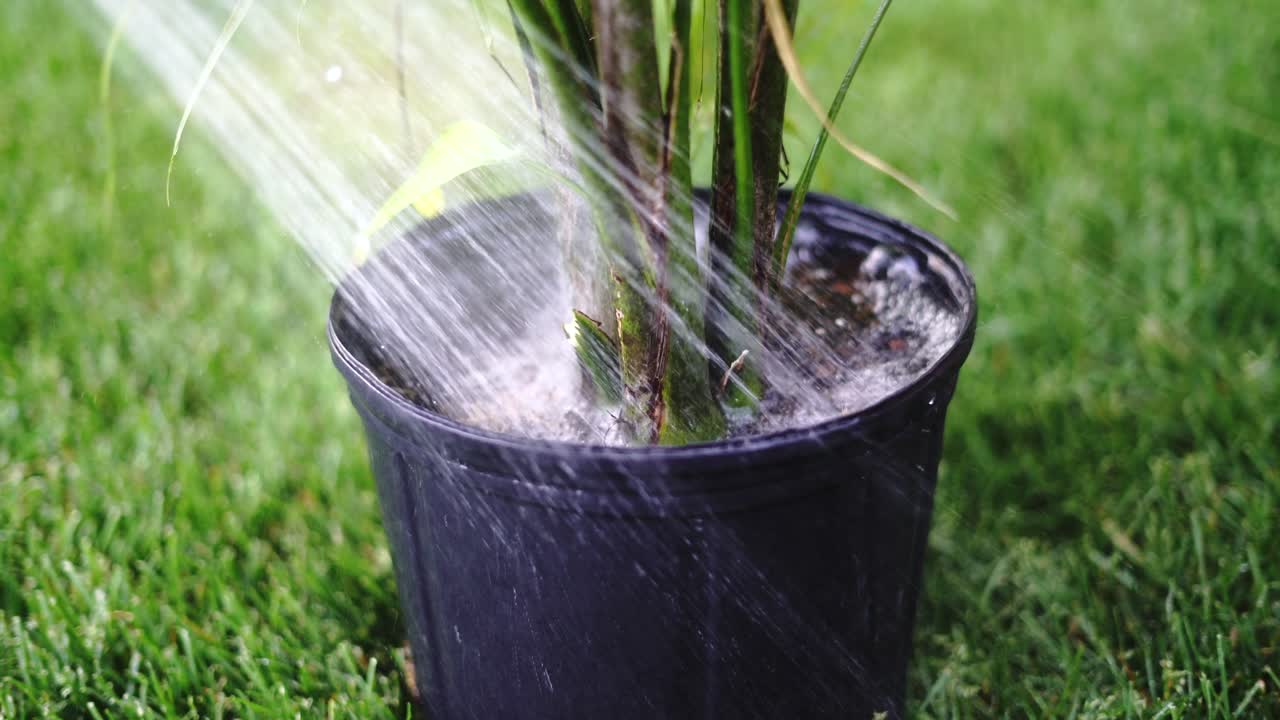 Watering potted plant with shower head nozzle on garden hose, close-up