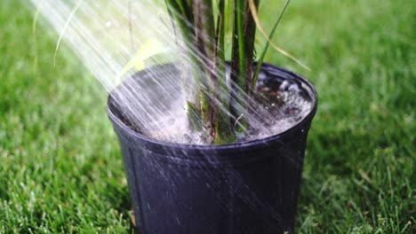 riego de plantas en maceta con boquilla de cabeza de ducha en la manguera de jardín, primer plano