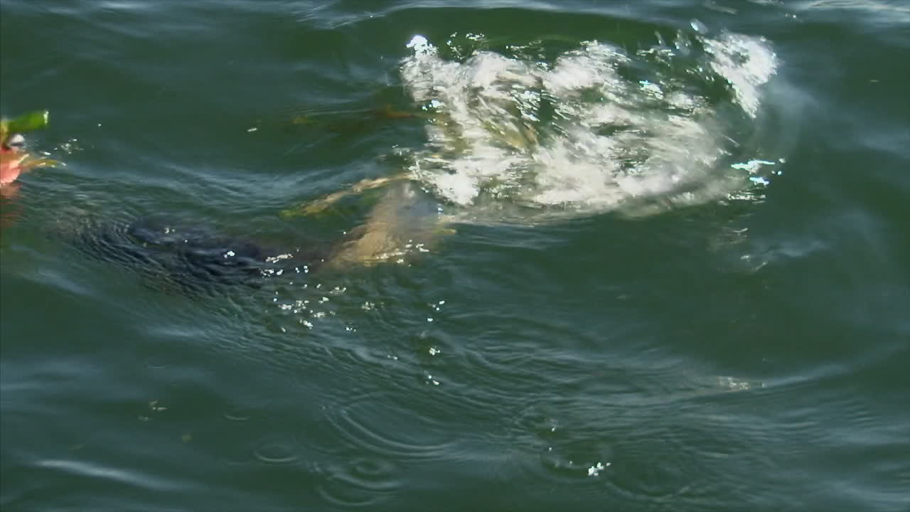 Walleye with suckerfish in it's mouth