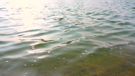 calm moving clear sea water with green seaweed underwater and reflection from the sunset on surface, bahrain