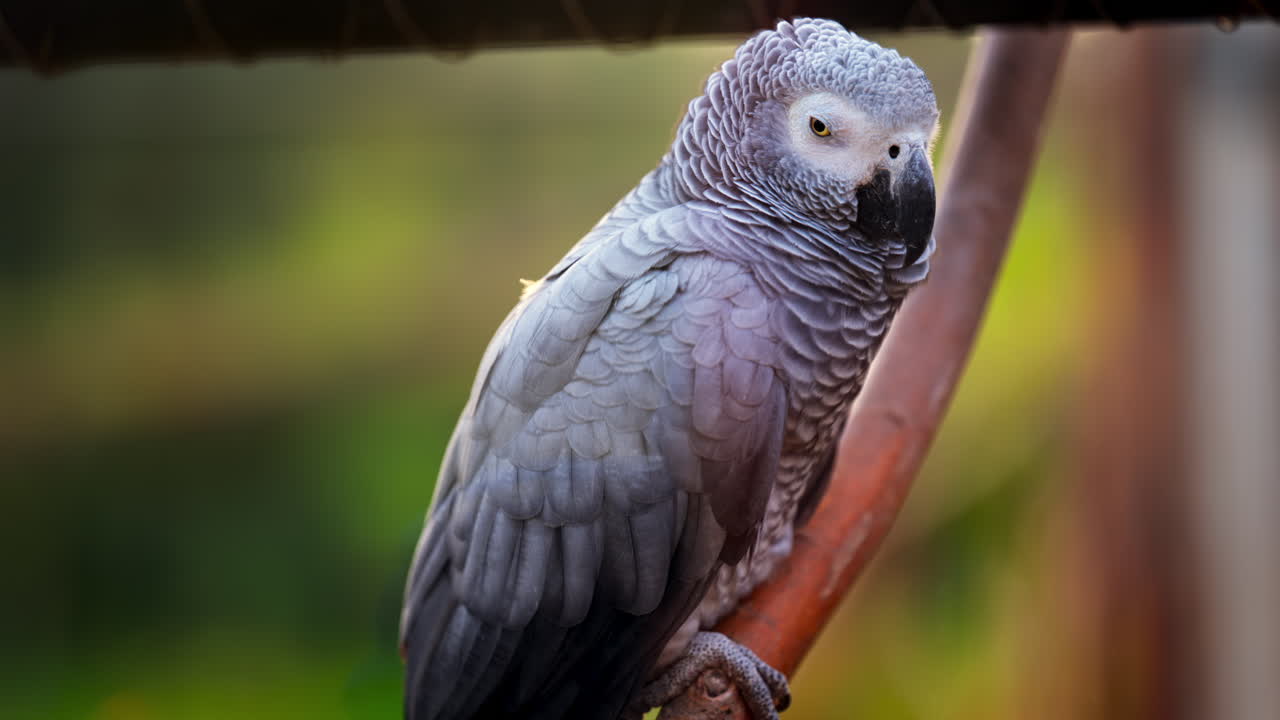 Close up of a grey parrot on a blurred background