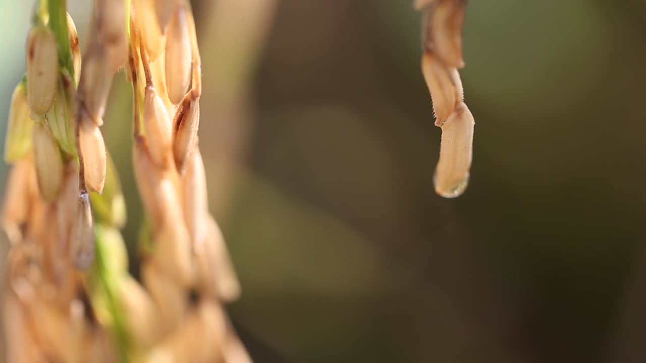 plantas de arroz tailandés en la provincia de surin, tailandia