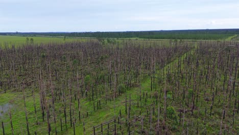 aerial view of forest recovering from wildfire, showing green regrowth and charred remnants, highlighting nature's resilience and fire's impact