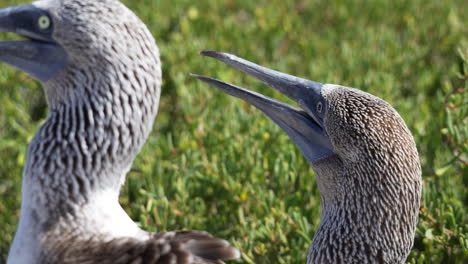 close up view of blue-footed booby whistling mating call to partner on espanola island in the galapagos