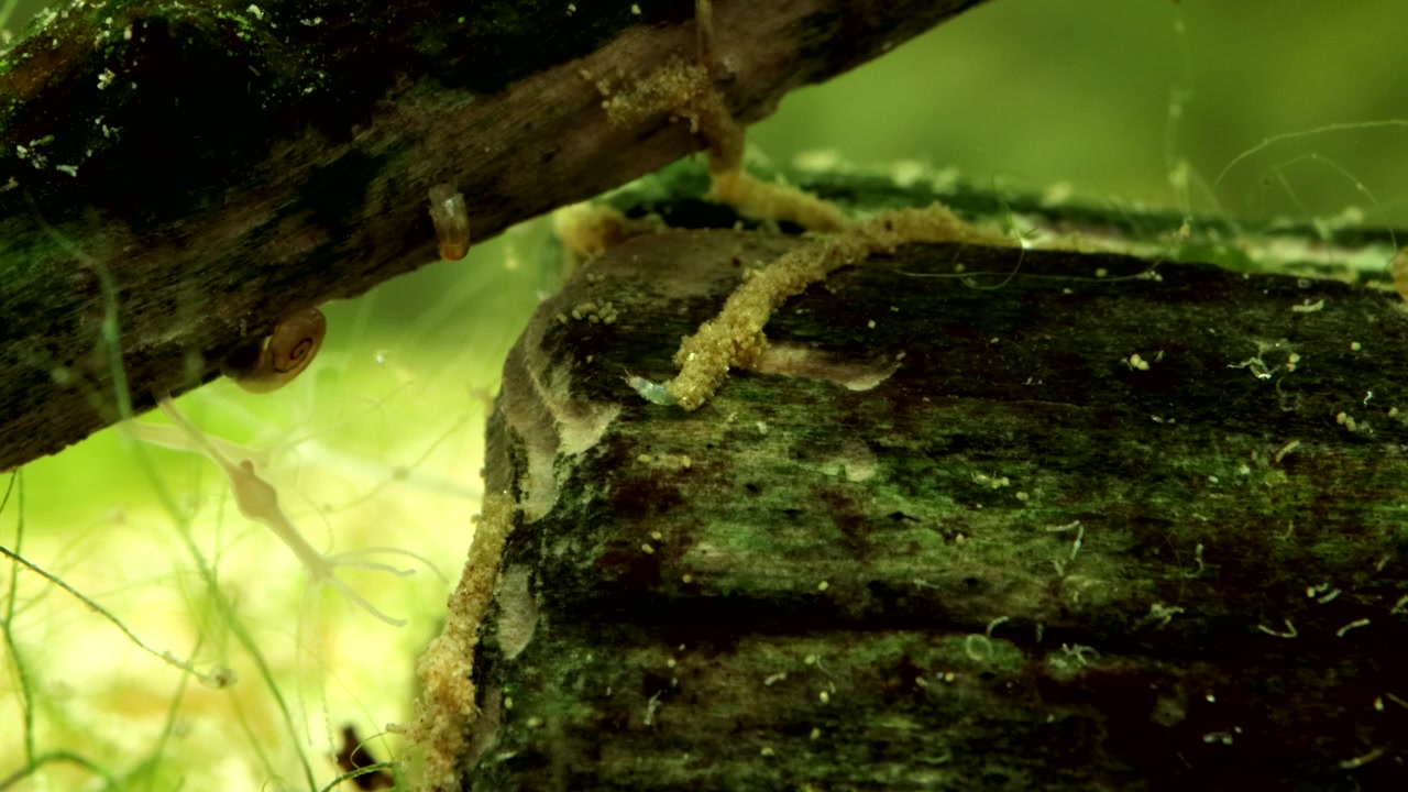 Midge larva (Chironomid: Corynoneura sp.) underwater, extending from tube shelter and foraging for food on a dead piece of wood in a pond, macro close-up, angle 2.