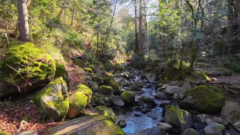 un arroyo pacífico en un bosque de otoño con el sol brillando a través del bosque